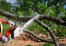 How Our Tree Care Process Works  in Llano, TX